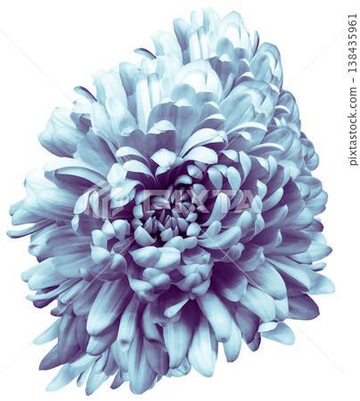 chrysanthemum flower on white isolated background with clipping path. Closeup.. Nature. chrysanthemum flower on white isolated background with clipping path. Closeup.. Nature. 138435961
