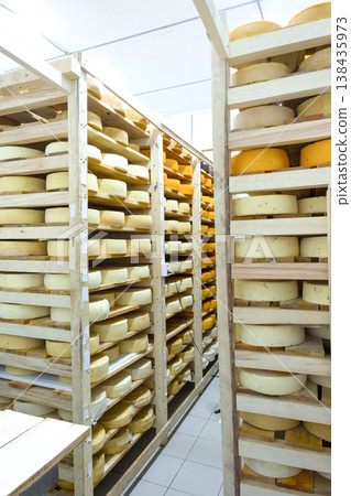 Large scale farmhouse cheese storage, wheels organized for even maturation, artisan business, temperature and humidity monitored, organic dairy process. Large scale farmhouse cheese storage, wheels organized for even maturation, artisan business, temperature and humidity monitored, organic dairy process. 138435973