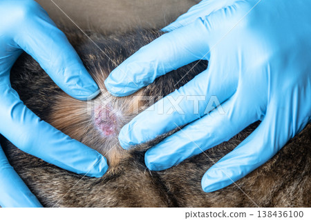 Veterinarian examines cat's skin lesion with gloves, possible ringworm or fungal infection, street-contracted disease, diagnosis and treatment. Veterinarian examines cat's skin lesion with gloves, possible ringworm or fungal infection, street-contracted disease, diagnosis and treatment. 138436100