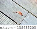 落葉和木甲板上的木紋 138436203