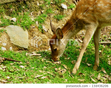 野生鹿群在陽光明媚的草坪上吃草。 138436206
