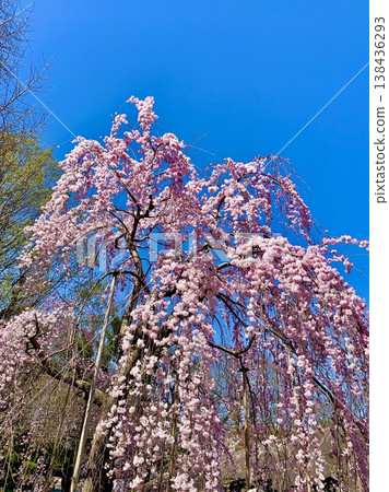 仰望盛開的垂枝櫻花樹（三春瀧櫻的後代），映襯著蔚藍的天空。 <岡崎城公園/愛知縣岡崎市> 138436293