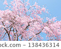 盛開的櫻花在藍天中閃耀 138436314