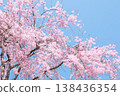 三朵盛開的櫻花映襯著藍天。 138436354