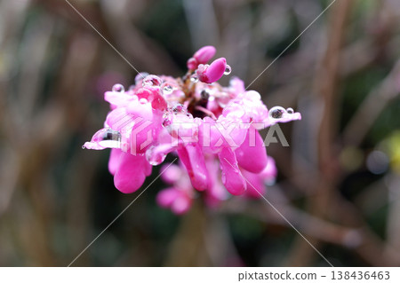 Judas trees after the rain in Kashiwa City, Chiba Prefecture 138436463