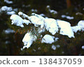Snow Covered Pine Branch with Green Needles in Winter Forest 138437059