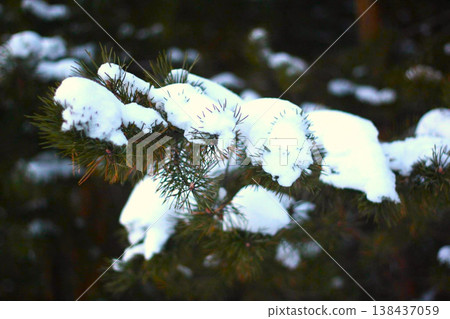 Snow Covered Pine Branch with Green Needles in Winter Forest Snow Covered Pine Branch with Green Needles in Winter Forest 138437059