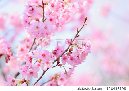 盛開的陽光櫻花[藍天背景] 138437198