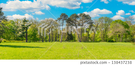Green park forest panorama with green trees 138437238