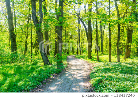 Green forest with spring trees Green forest with spring trees 138437240