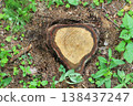 Tree Stump in Forest Ground with Fresh Cut Wood and Green Plants 138437247