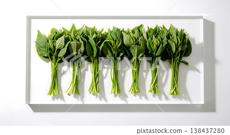 Minimalist flat lay, fresh mitsuba bunches with long tender stems and bright green leaves, arranged in a neat row on a glossy white acrylic surface  138437280