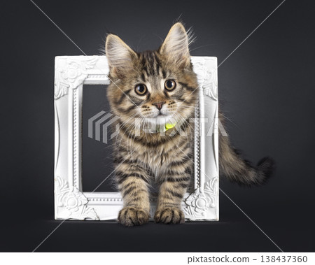 Cute Maine Coon on black background Cute Maine Coon on black background 138437360