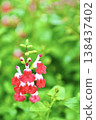 Cherry sage 'Hot Lips' after the rain: water droplets and red petals. 138437402