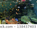 A large aquarium with colorful tropical fish swimming in the underwater scenery. 138437403