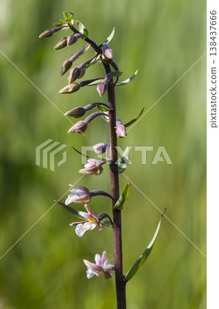 Marsh helleborine (Epipactis palustris) in Eempolder in the Netherlands 138437666