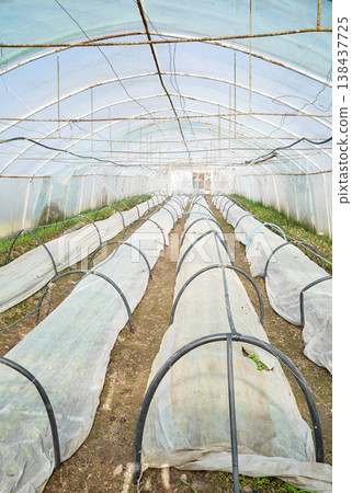 Interior of a greenhouse for growing organic vegetables. 138437725