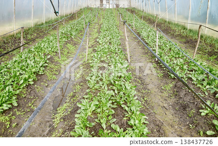 Interior of a greenhouse for growing organic vegetables. Interior of a greenhouse for growing organic vegetables. 138437726
