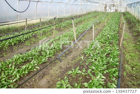 Interior of a greenhouse for growing organic vegetables. 138437727