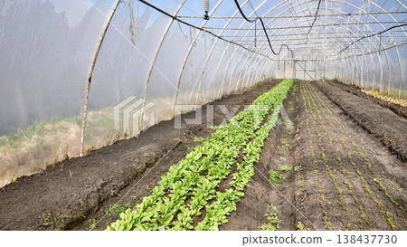 Interior of a greenhouse for growing organic vegetables. Interior of a greenhouse for growing organic vegetables. 138437730