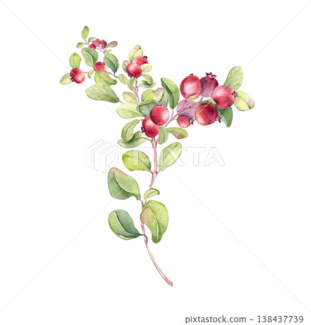 Red berries on greenery stem watercolor isolated on white. Botanical illustration of lingonberry branch with fresh vibrant fruits and green leaves hand drawn. Artwork of vaccinium vitis idaea. Red berries on greenery stem watercolor isolated on white. Botanical illustration of lingonberry branch with fresh vibrant fruits and green leaves hand drawn. Artwork of vaccinium vitis idaea. 138437739