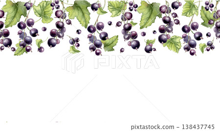 Black currant on branches watercolor seamless border isolated on white. Dark berries hand drawn on repeat background. Fresh botanical illustration for food design, packaging and fabric print. Black currant on branches watercolor seamless border isolated on white. Dark berries hand drawn on repeat background. Fresh botanical illustration for food design, packaging and fabric print. 138437745