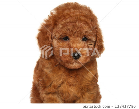 Small red toy poodle puppy sitting on plain white background Small red toy poodle puppy sitting on plain white background 138437786