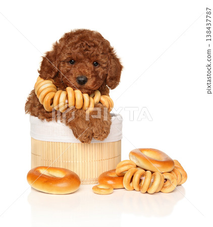 Brown poodle puppy sits in woven basket wearing bread rings 138437787