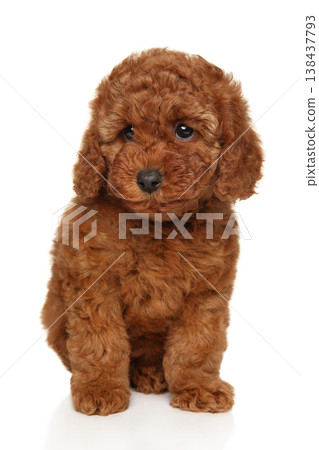 Miniature red poodle puppy sits on a white background 138437793