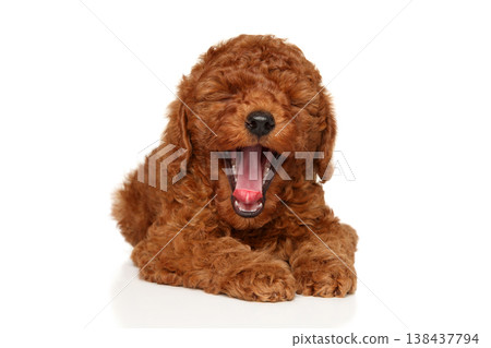 Red toy poodle puppy lying down and yawning widely 138437794