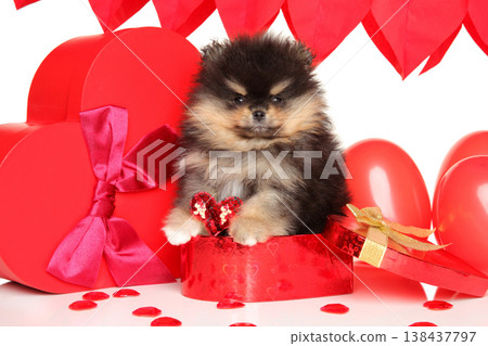Pomeranian puppy sits with red heart boxes and balloons Pomeranian puppy sits with red heart boxes and balloons 138437797