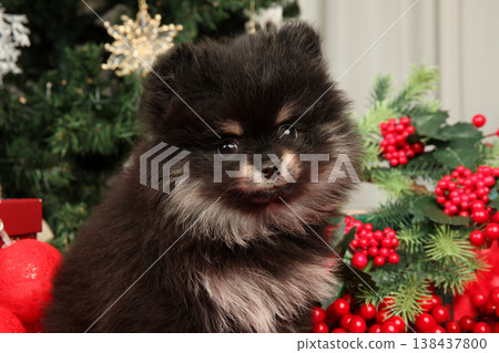 Black and tan pomeranian puppy sits by Christmas tree Black and tan pomeranian puppy sits by Christmas tree 138437800