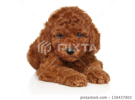 Toy poodle puppy lies down on a white background Toy poodle puppy lies down on a white background 138437803
