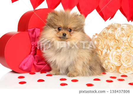 Pomeranian puppy sitting with heart shaped box and roses Pomeranian puppy sitting with heart shaped box and roses 138437806