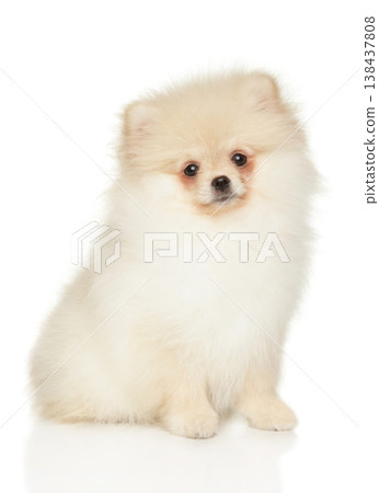 Cream Pomeranian puppy sitting on a plain white surface Cream Pomeranian puppy sitting on a plain white surface 138437808