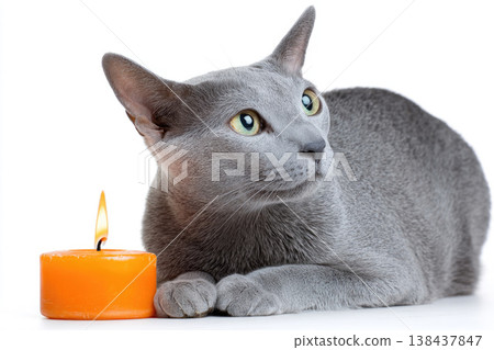 A gray cat lies next to an orange candle. A gray cat lies next to an orange candle. 138437847