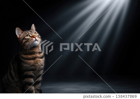 A tabby cat looks up under the rays of light. Space for text. 138437869