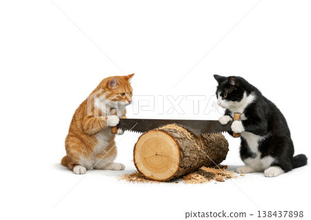 Two cats saw a log with a hand saw on a white background. Space for text. 138437898