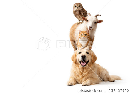 A dog, a cat, a goat and an owl standing on top of each other. Space for text. 138437950