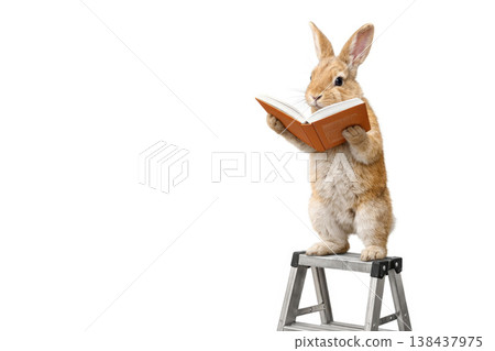 The rabbit reads a book while standing on a stepladder. Space for text. The rabbit reads a book while standing on a stepladder. Space for text. 138437975