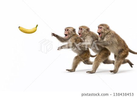 Three monkeys reaching for a banana on a white background. Space for text. Three monkeys reaching for a banana on a white background. Space for text. 138438453