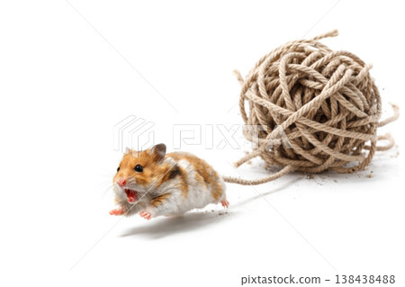 A hamster runs with a ball of rope on a light background. Space for text. 138438488