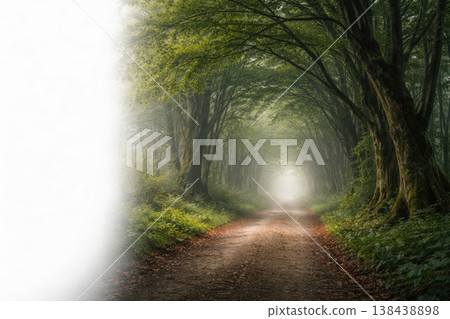 A forest road under a green arch of trees. Space for text. A forest road under a green arch of trees. Space for text. 138438898