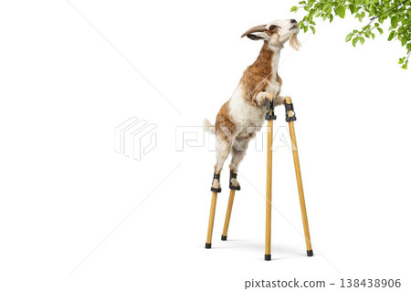 A goat on stilts reaches for the branches of a tree. Space for text. A goat on stilts reaches for the branches of a tree. Space for text. 138438906