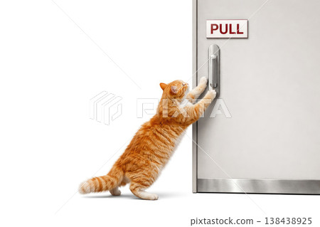 A ginger cat pulls a door handle that says PULL. Space for text. 138438925