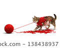 The cat is entangled in red yarn and pulls a ball of thread. Space for text. 138438937