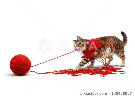 The cat is entangled in red yarn and pulls a ball of thread. Space for text. 138438937