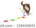 A tabby cat follows multi-colored paw prints. Space for text. 138438943