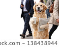 Golden Retriever with coffee and newspaper on a city street. Space for text. 138438944