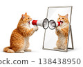 A ginger cat with a megaphone shouts in the mirror. 138438950